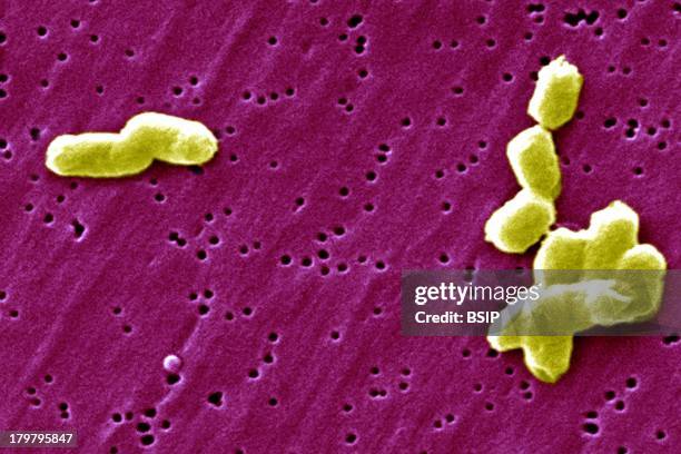 Salmonella Infantis, Incidence Of Salmonellosis Is Estimated At 1.4 Million Cases Occurring Annually In The United States, Approximately 30,000 Are...