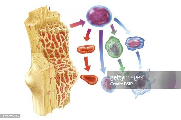Stem Cell, Drawing, Transition Between The Preceding Compartments And The Bloodstream, Cells In The Bloodstream Have Identifiable Morphologies.