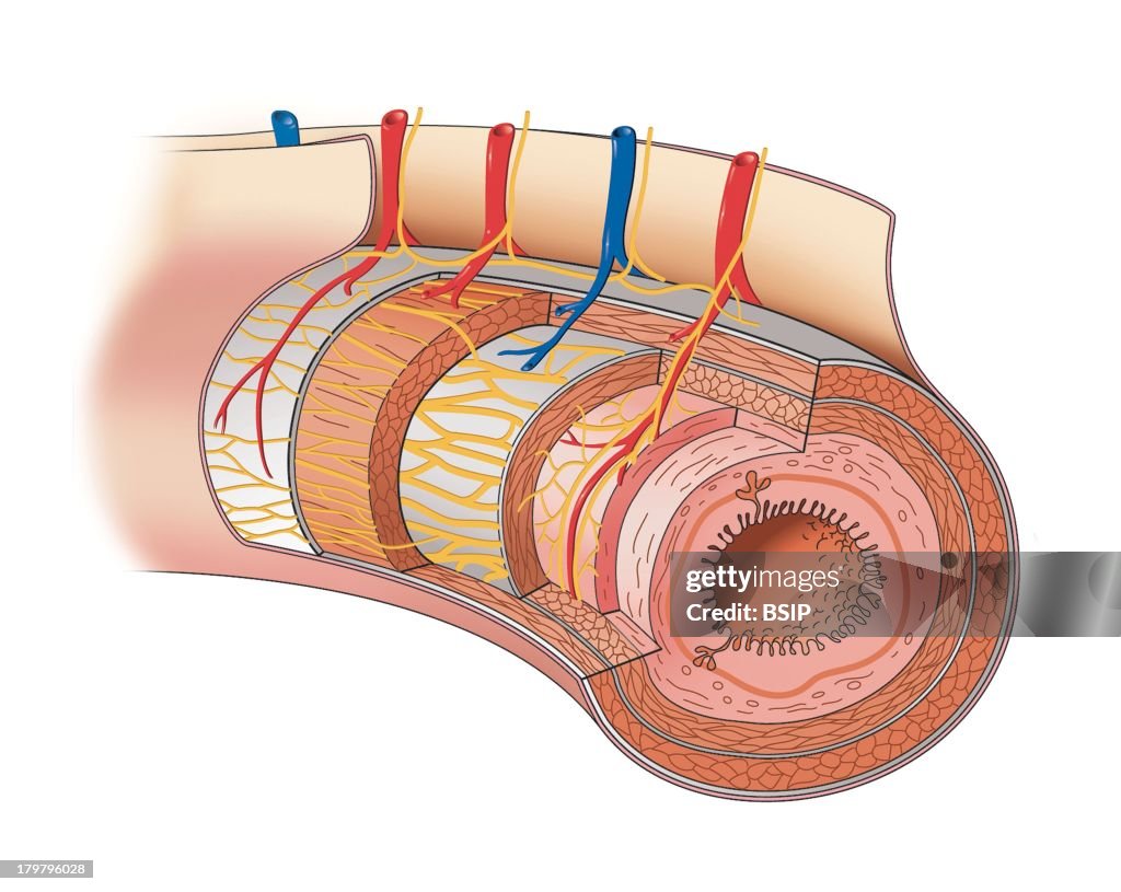 Digestive System, Illustration