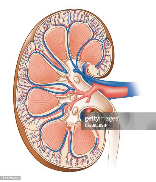 Kidney Section 625 Cross Section Of Kidney Stock Photos, High-Res Pictures, and Images ...