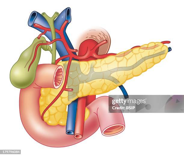 Digestive System.