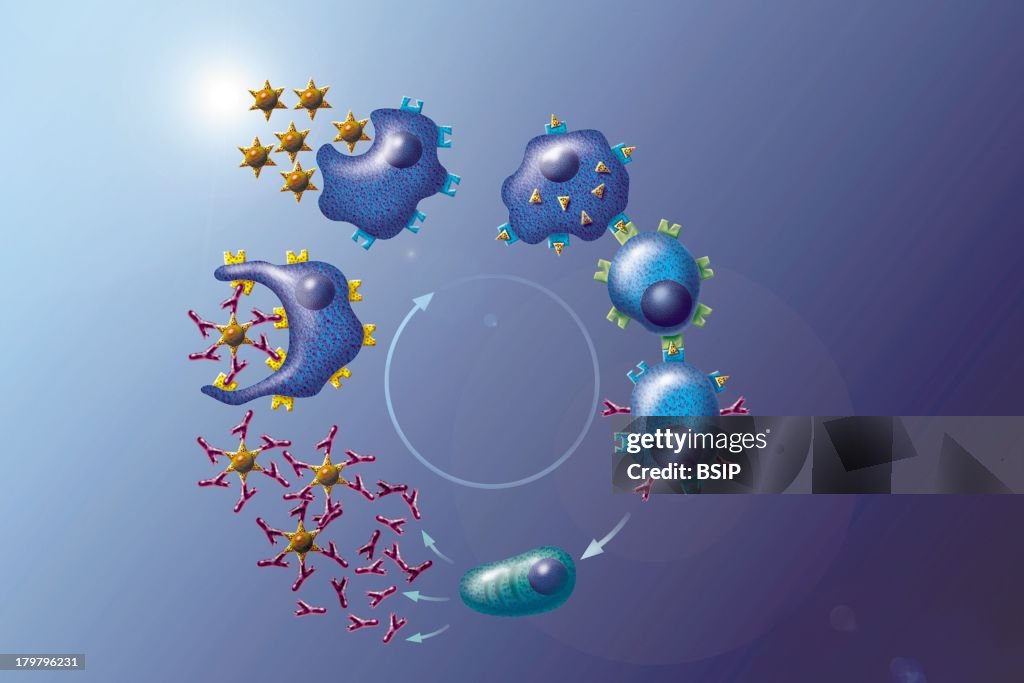 Immunity Draw Immunity, Drawing, Contact With A Foreign Bacterial Agent Triggers ...