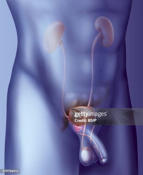 377 Meatus Stock Photos, HighRes Pictures, and Images Getty Images