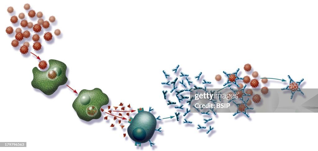 Immunity, Drawing, Standard Immune Response In An Organism Infected ...