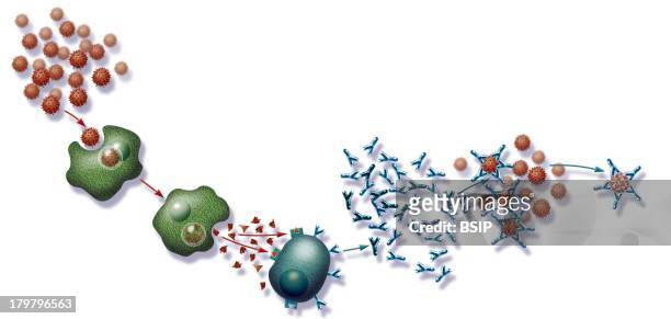 Immunity, Drawing, Standard Immune Response In An Organism Infected With An Antigen, Here, The Influenza Virus, And The Chain Reaction Which Occurs,...