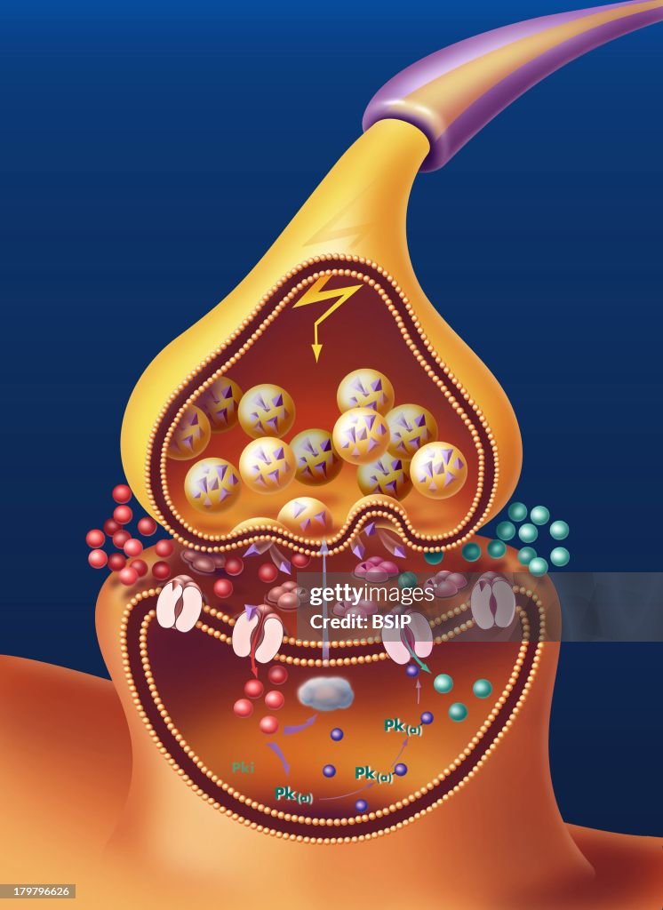 Synapse, Mechanism Of Ltp, Long-Term Potentiation, Which Plays A Role... News Photo - Getty Images Synapse, Mechanism Of Ltp, Long-Term Potentiation, Which Plays A Role... News Photo - Getty Images