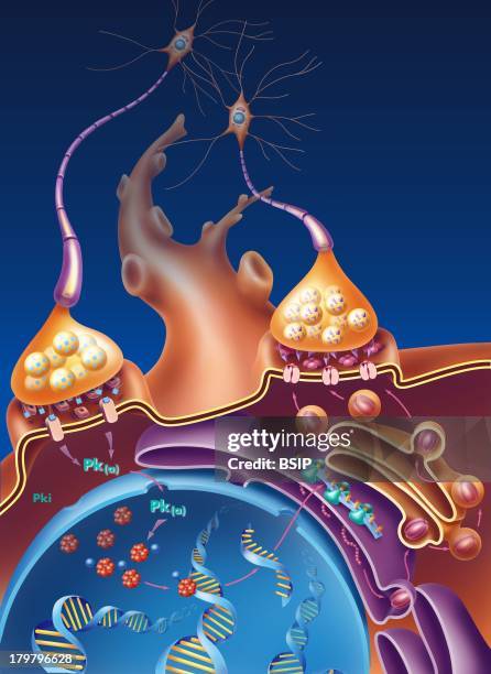Synapse, Emotions Reinforce Memory, In Response To Increased Synaptic Sensitivity, Genes Are Activated To Form New Neuronal Connections And Glutamate...