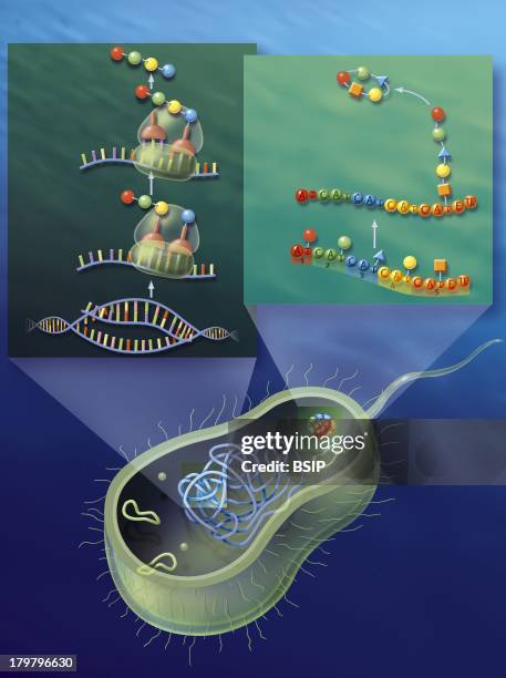 Protein Synthesis, Drawing, A Single Specific Amino Acide In The Peptide Chain.