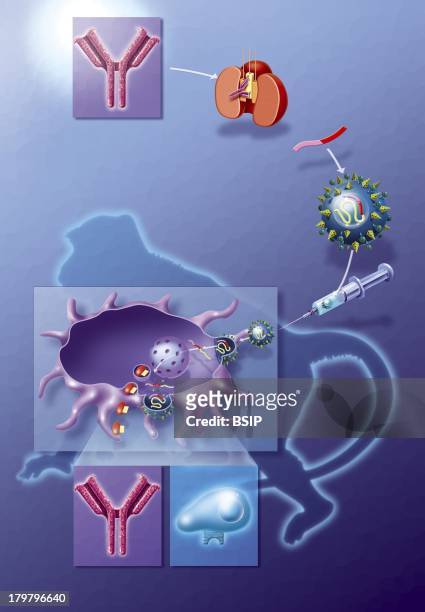 Aids, Research, Illustration Of The Creation Of A Virus Enabling The Production Of Gp120 And Gp41 Molecules, The Aids Virus' Harpoon Molecules Which...