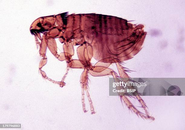 Infected Rts X Rat Photos and Premium High Res Pictures - Getty Images