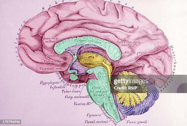 Brain, Drawing, Furrows That Determine The Lobes, They Bear The Names Of The Bones That Cover Them, Frontal, Parietal, Temporal, Occipital, Here It...