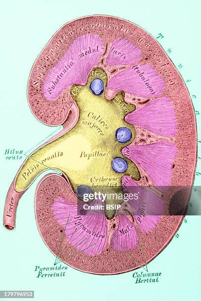 Kidney, Drawing.