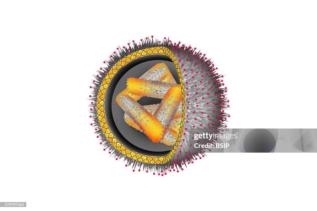 Influenza Virus