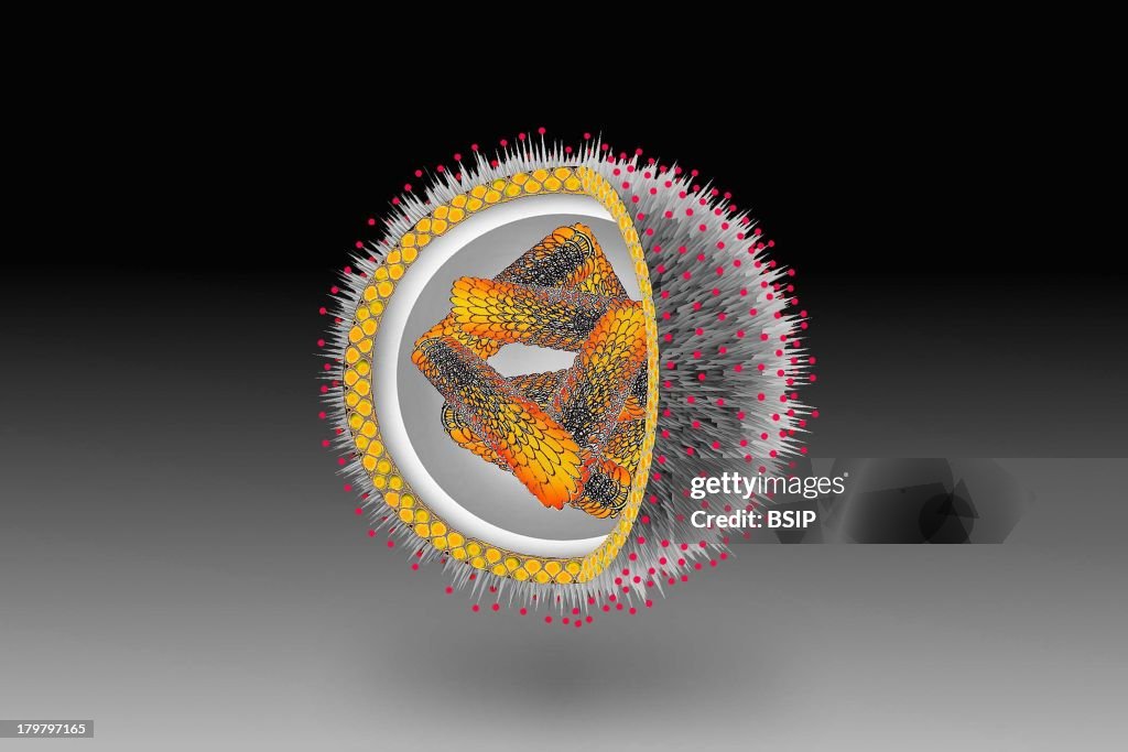 Influenza Virus