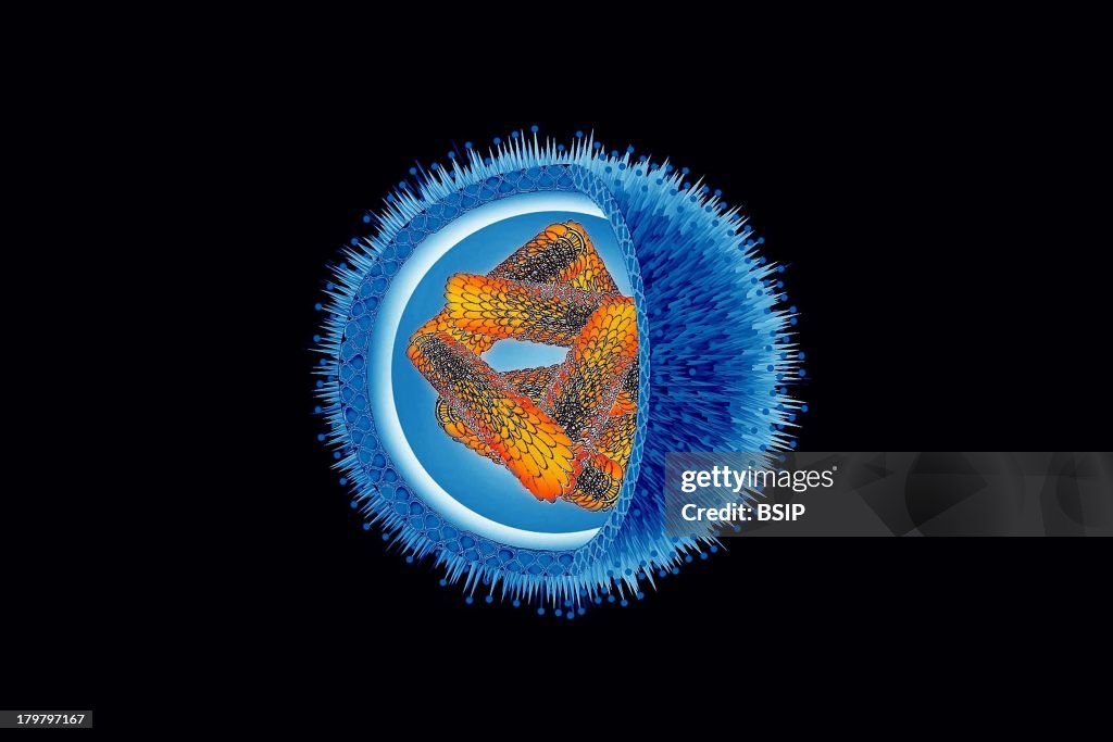 Influenza Virus