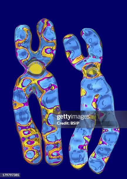 Sex Chromosome, Pair Of Human Sex Chromosomes, The 23Rd Pair Of Chromosomes Determines The Sex Of An Individual, Here, Xx Female, The Chromosomes...