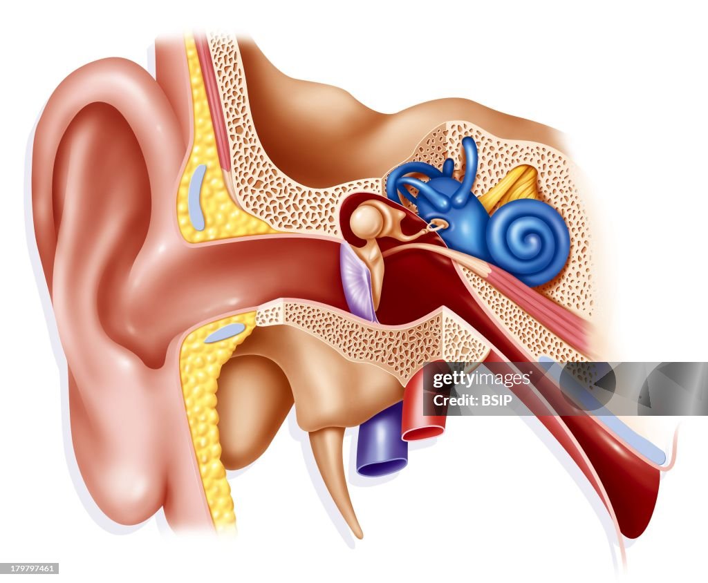 Internal Ear, Drawing