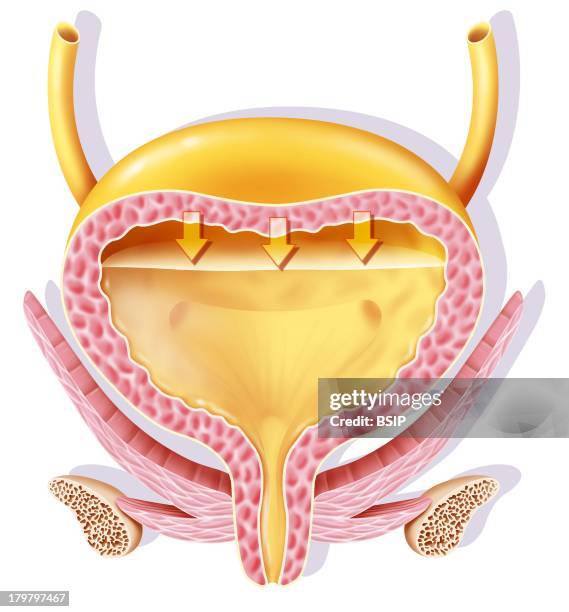 14 Bladder Lumen Stock Photos, High-Res Pictures, and Images - Getty Images