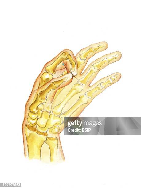 Prehension Photos and Premium High Res Pictures - Getty Images