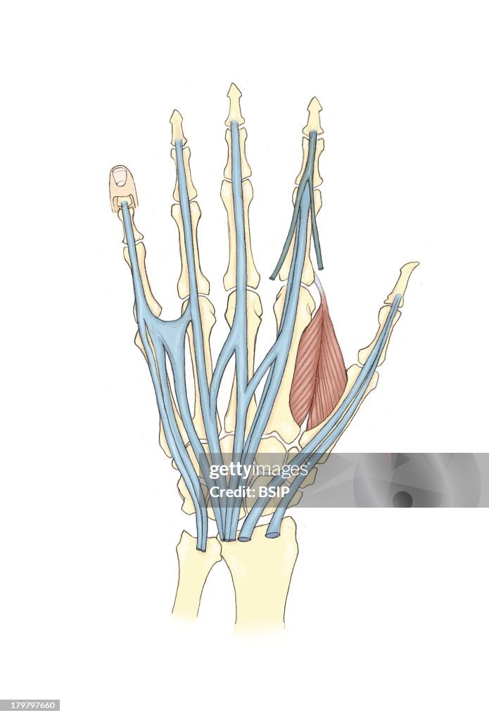 Hand, Illustration