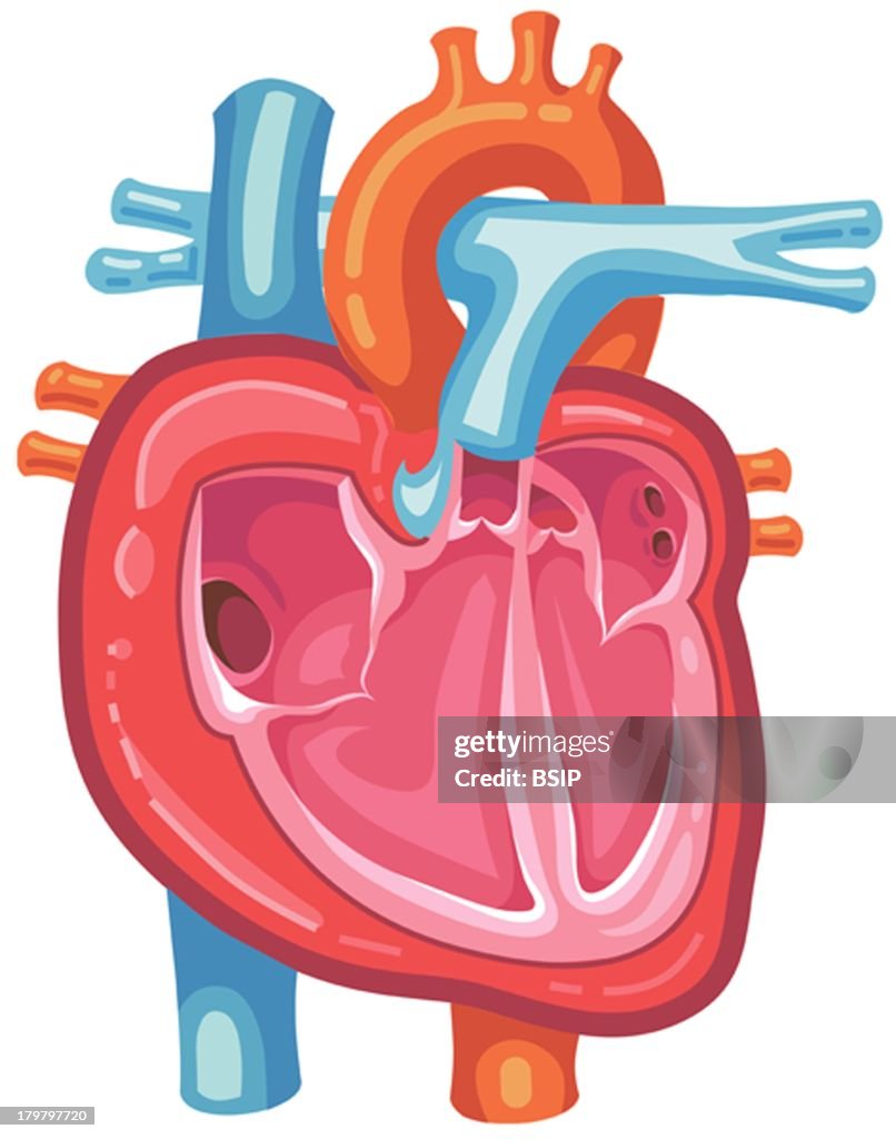 Heart, Illustration
