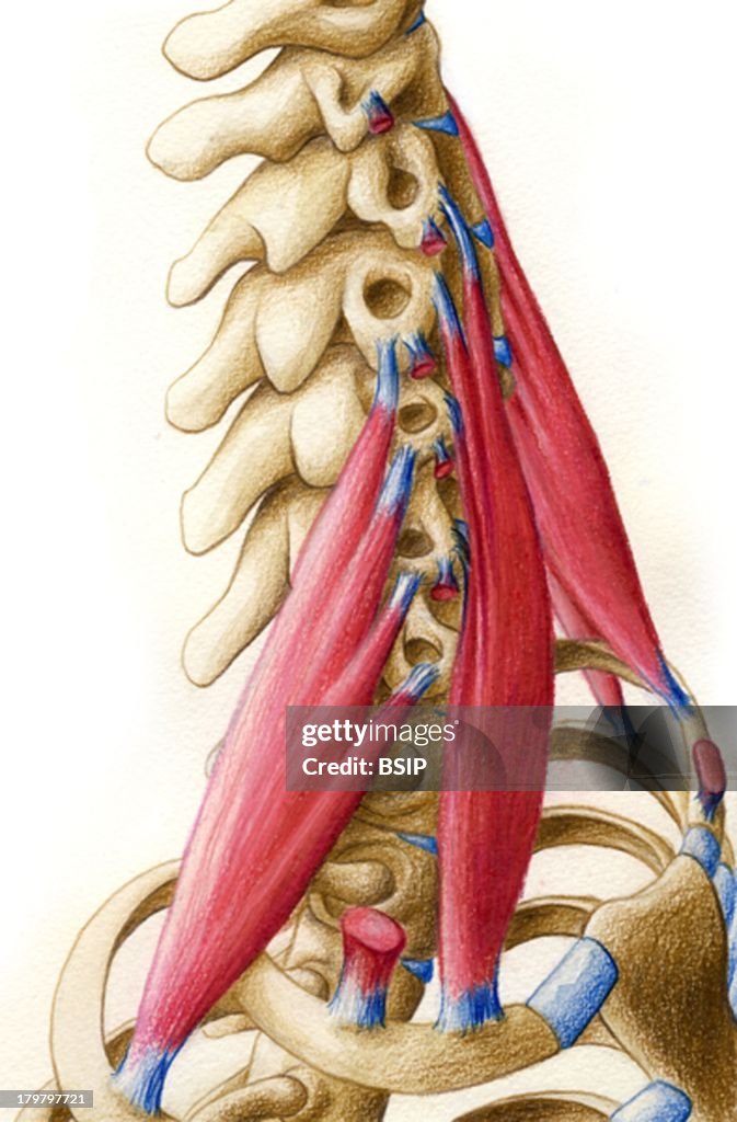Neck Muscle Drawing