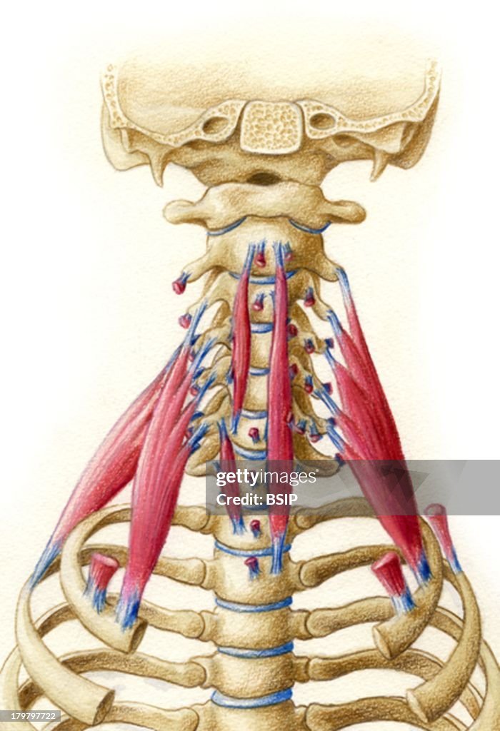 Neck Muscle Drawing