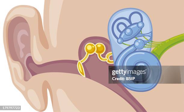 Internal Ear, Drawing, The Auricle, The External Auditory Meatus, The Eardrum, The Hammer, The Incus And The Stirrup, Eustachian Tube, Semi-Circular...