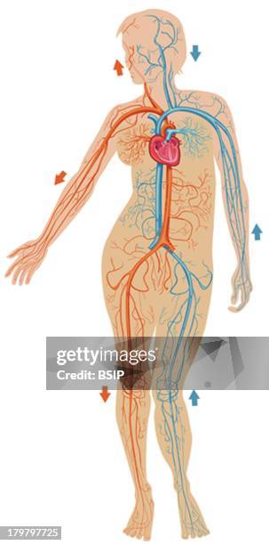 38 Systemic Circulation Photos and Premium High Res Pictures - Getty Images