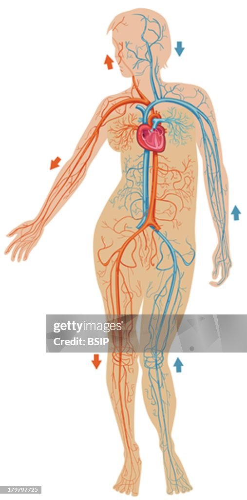 Blood Circulation, Illustration
