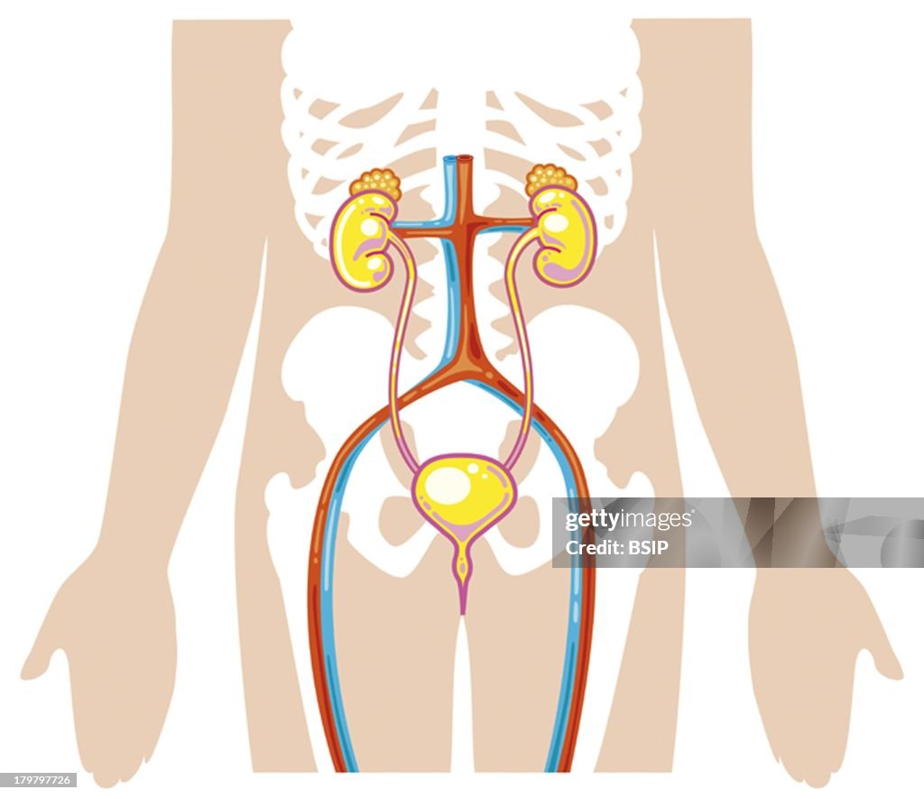 Urinary System, Drawing