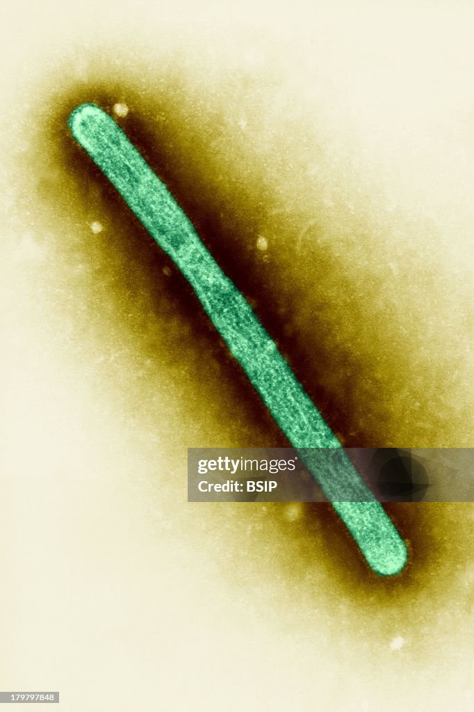 Avian Influenza Virus