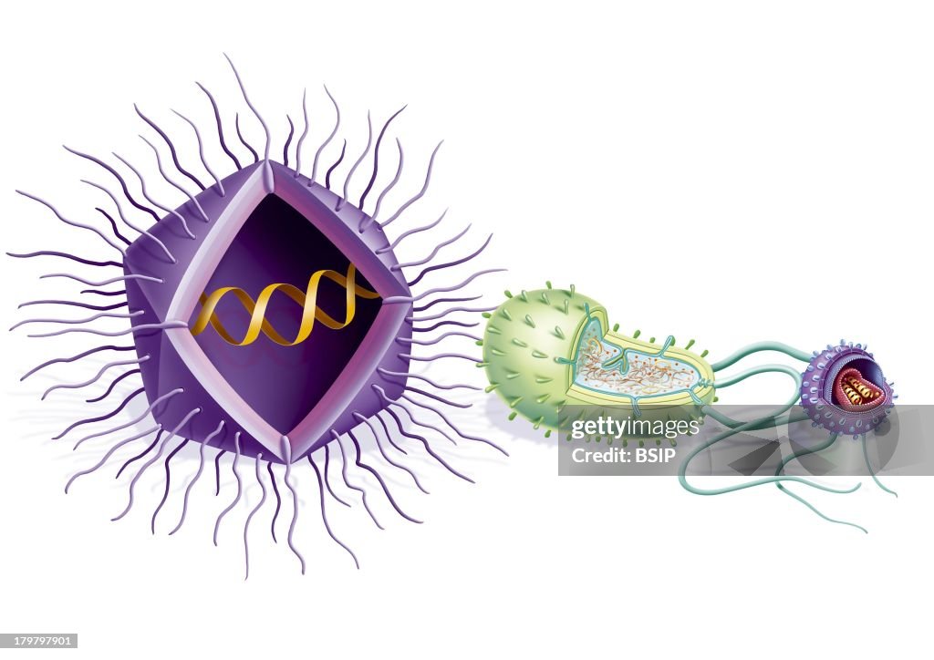Mimivirus