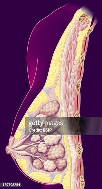 Anatomy Of The Breast.