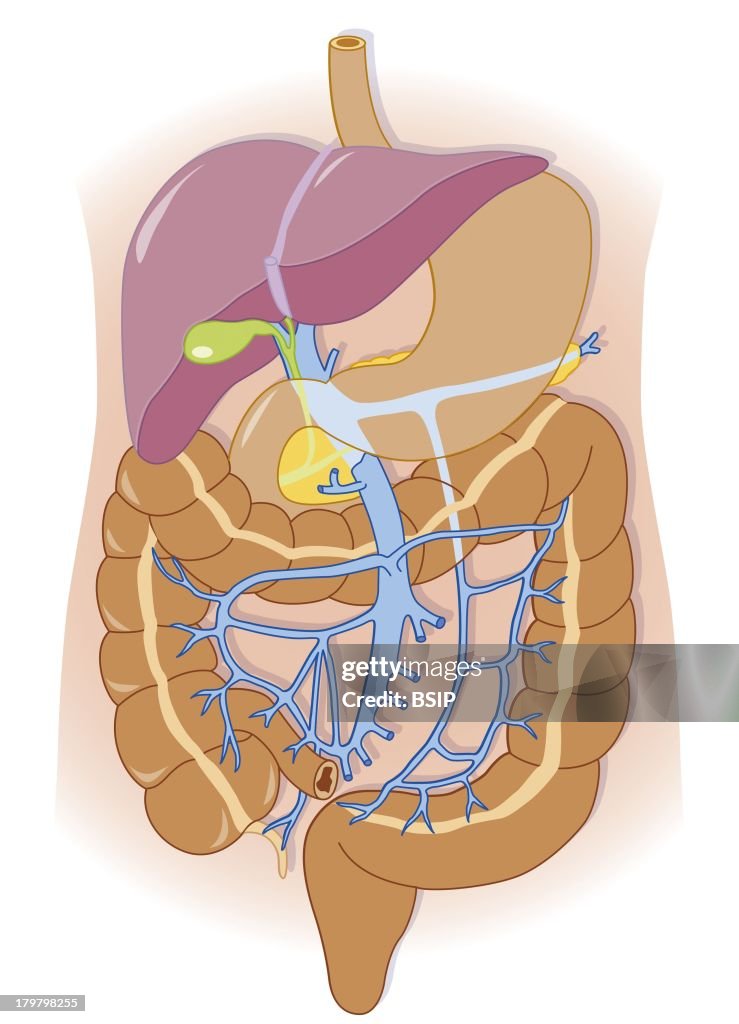 Digestive System, Illustration