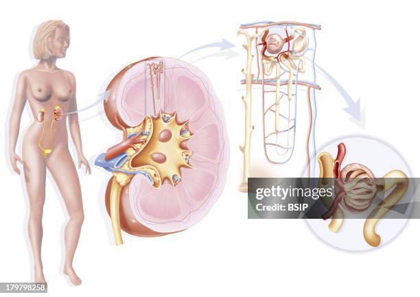 Kidney, Drawing, Odocytes, Beige Cells.