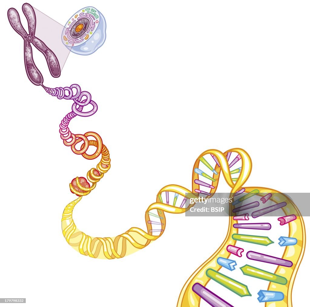 Genetics, Dna