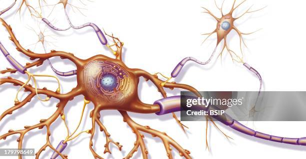 Neuron, Anatomy Of A Nerve Cell Connected To Other Nerve Cells With Enhancement Of The Organelles Of The Cell Body.