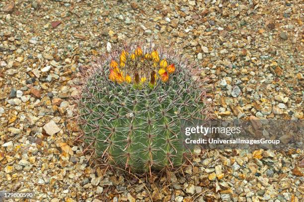 North America, Arizona, Oracle, Biosphere 2, Barrel Cactus planted near entry.
