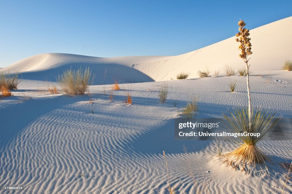 New Mexico, Las cruces, Heart of the Sands, Transverse Dunes and Yucca Plants, White Sands National Monument