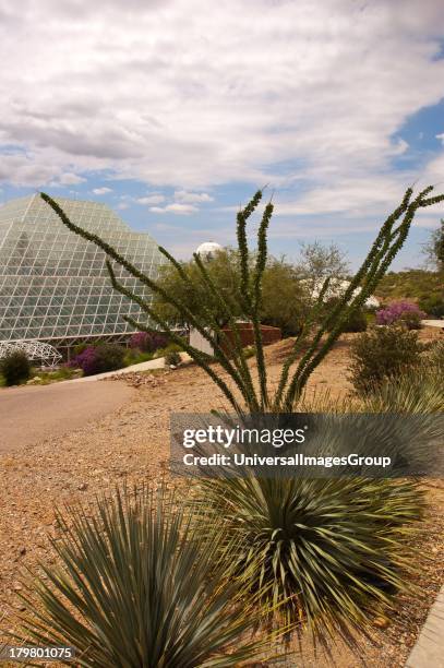 North America, Arizona, Oracle, Biosphere 2, Ocotillo planted near Rainforest Habitat and West Lung.