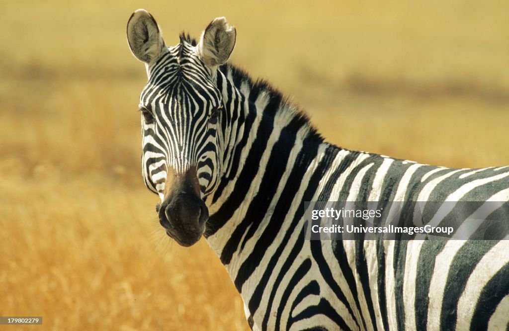 Africa, Tanzania, Safari, Common Zebra in the Serengeti