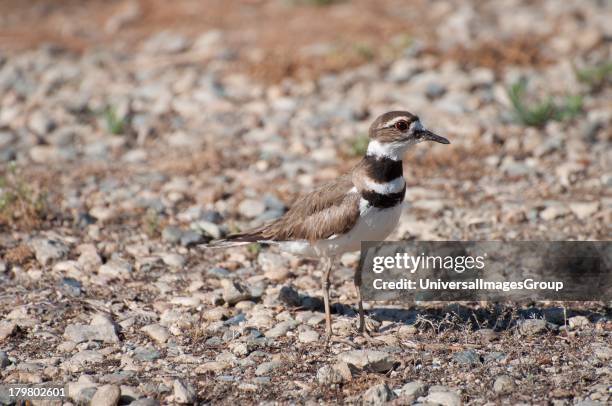 Killdeer Charadrius vociferus.