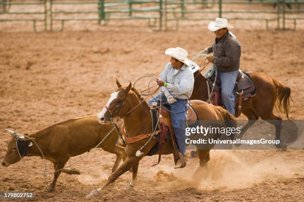 Training Roping Steers 91 Team Steer Roping Event Stock Photos, High-Res Pictures, and Images ...