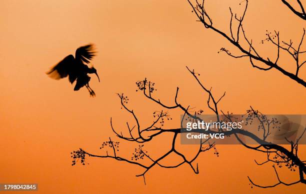 Crested ibis flies over a tree on November 17, 2023 in Yang County, Hanzhong City, Shaanxi Province of China. The global population of crested ibises...