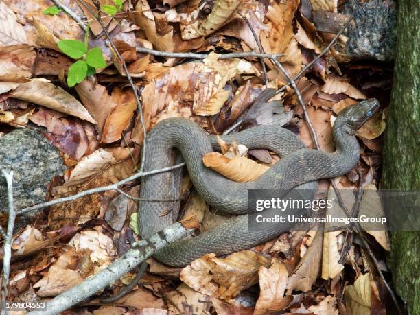 Rat snake, Virginia.