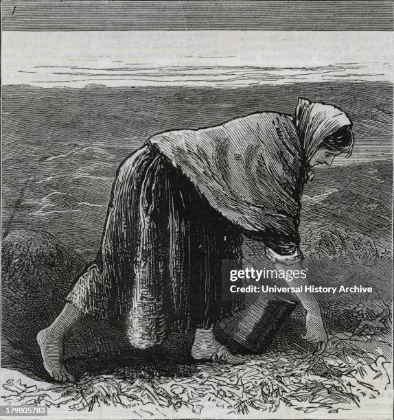 Famine in Ireland : A woman on the west coast collecting seaweed.