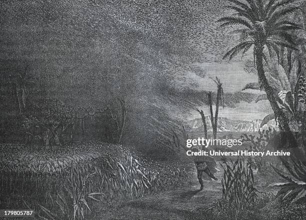 Swarm of locusts in North Africa. Engraving