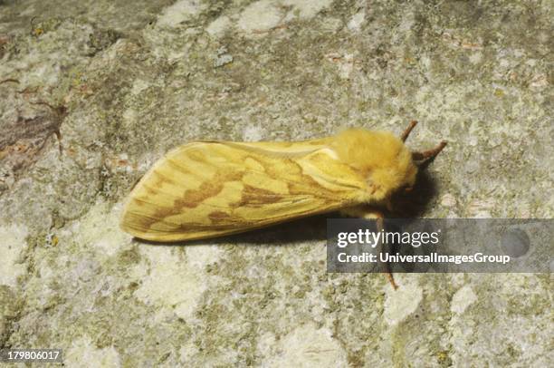 296 Ghost Insects Stock Photos, High-Res Pictures, and Images - Getty ...