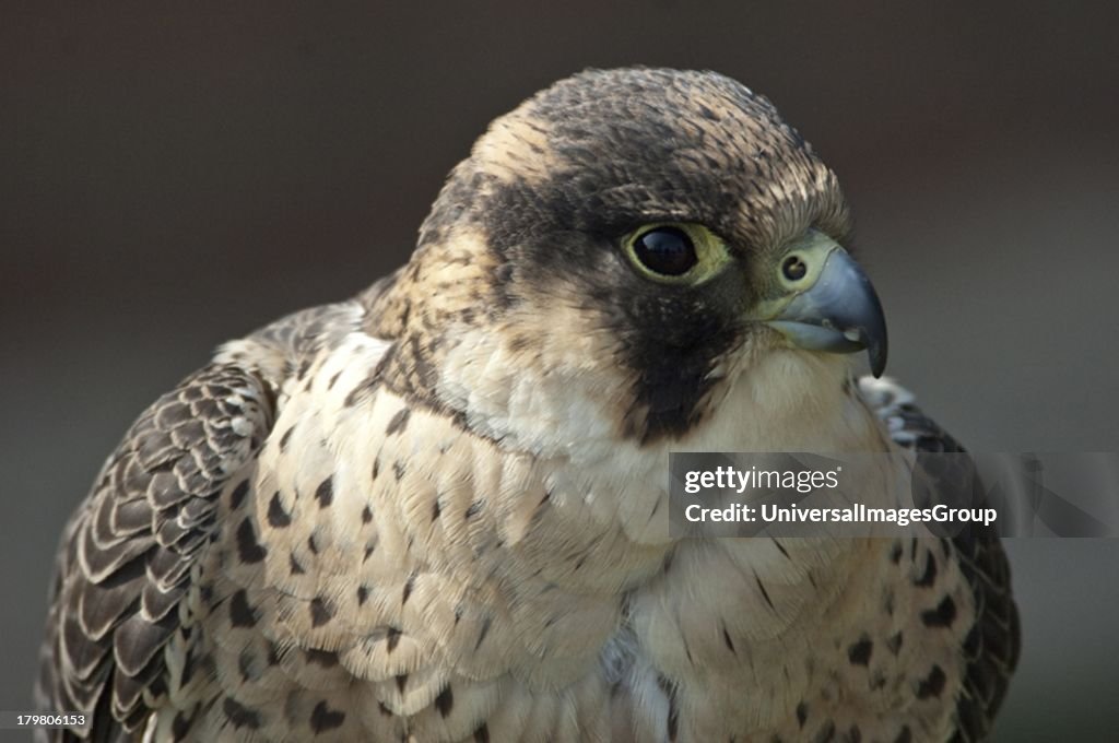 Peregrine Falcon.